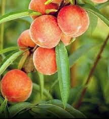 Image result for Prunus persica