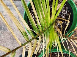 Mar 4 how to care for an indoor majesty palm. Majesty Palm Dying 6 Areas To Focus On The Practical Planter
