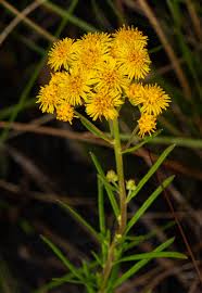 Image result for Nidorella welwitschii