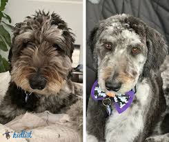 Maybe you would like to learn more about one of these? Local Dog Grooming Salons And Mobile Services In Chicago S Suburbs