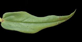 Image result for Conostomium natalense