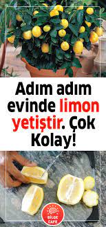 Genellikle salatalara, yemeklere bol bol konulan ekşi tadı ile ağız sulandıran limonu evde yetiştirdiğinizde ortama güzel. Adim Adim Evde Limon Agaci Nasil Yetistirilir Puf Noktalari Sifali Bitki Bahcesi Organik Bahcecilik Sebze Bahceciligi