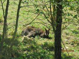 Ce bébé kangourou veut se réchauffer dans votre manteau !! Kangourou Picture Of Parc Des Oiseaux Villars Les Dombes Tripadvisor