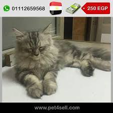 egypt cairo shirazii moon face for sale cute and very playfull male and female are available 2 months pet4sell cats cute animals