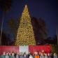 Fair Oaks Tree Lighting event image