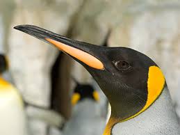 Penguins don't have any teeth. All About Penguins Physical Characteristics Seaworld Parks Entertainment