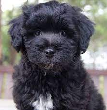 Maltese Puppies For Sale Houghton Mi Maltipoo Dog Poodle Puppy Black Maltese Puppy