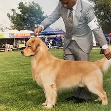 Vip puppies works with responsible breeders across the usa. Shadalane Golden Retrievers Golden Retriever Puppies For Sale Golden Retriever Breeders Trained Goldens