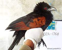 Download lagu suara burung sogon betina dapat kamu download secara gratis di downloadlagu321.site. Burung Bubut Jawa Yang Makin Langka Om Kicau