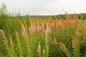 Image result for Scolopia theifolia