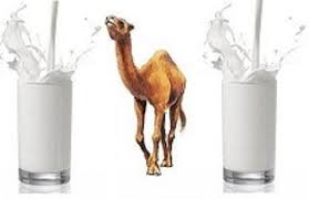 This type of food gives you a rapid boost of energy — in other words, a glucose level jump. 100 Natural Pure Camel Milk Bottle Rs 90 Bottle Deserts Food Id 22430931797