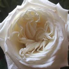 We did not find results for: Michiana Wholesale Florist Inc Home Facebook