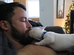 Este diminuto bulldog francés está conquistando Instagram