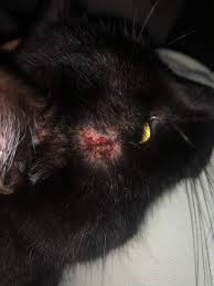Dein inneres arbeitet scheinbar und du bist sicher auch etwas übermüdet. Kater Hat Offene Wunden Am Kopf Gesundheit Und Medizin Tiere Katzen