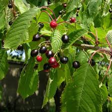 Image result for Prunus serotina