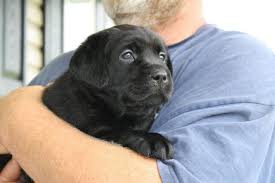 Look at pictures of labrador retriever puppies who need a home. Akc English Labrador Retriever Puppies Black For Sale In Four Oaks North Carolina Classified Americanlisted Com