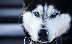Siberian huskies often have 1 or both blue eyes. Hd Wallpaper Husky Animals Dogs Blue Eyes Photography White And Black Alaskan Malamute Wallpaper Flare