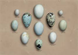 Wild Bird Eggs Google Images Bird Eggs Duck Eggs Wild Birds