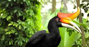 Enggang #burungkalimantan #rangkong burung cantik ini sudah sulit untuk dijumpai di alam bebas akibat rusaknya habitat dan. Natural Animal Burung Enggang