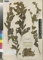 Image result for Tinnea apiculata