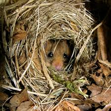 The kobel family name was found in the usa, and canada use census records and voter lists to see where families with the kobel surname lived. Schwegler Schlaferkobel Haselmauskobel Siebenschlaferkobel Vogel Und Naturschutzprodukte Einfach Online Kaufen