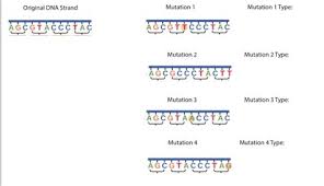 Silent mutations are point mutations that do not alter the amino acid outcome. Dna And Mutations Webquest It Has Been Designed To Answer The Question How Does The Replication Process Dna Proteins And Mutations Below Are Two Partial Sequences Of Dna Bases Shown For