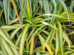 Image result for Chlorophytum galpinii