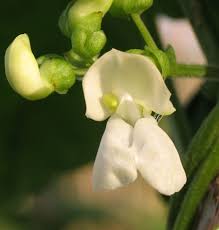 Image result for Phaseolus