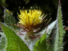 Image result for Cnicus