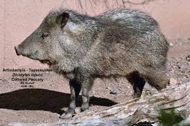 Image result for Pancovia holtzii