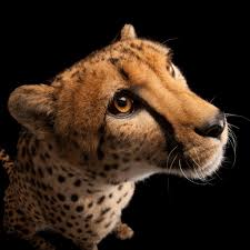 Cheetah National Geographic