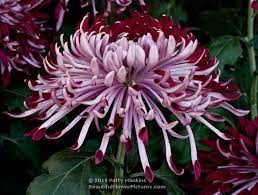 Shades Of Pink Purple Chrysanthemums Beautiful Flowers Chrysanthemum Flowers Petals