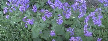 Download high quality flower pictures for your mobile, desktop or website. 28 Italian Flowers With Natural Beauty And Amazing Scents