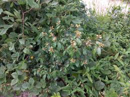 Image result for Landolphia kirkii