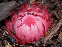 Image result for Thonningia