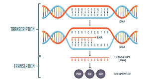 transcription vs translation worksheet technology networks