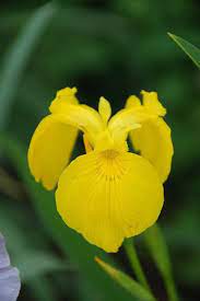 Yellow Japanese Iris Japanese Iris Iris Flowers Iris