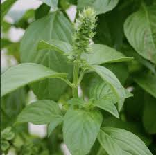 Origen en la antigüedad, la albahaca (ocimum basilicum) fue una planta sagrada para muchos pueblos. Basil Natures Herb Farm