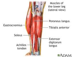 Pin On Exercise