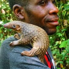 The species was first described by johann karl wilhelm illiger in 1815. Sangha Pangolin Project Sanghapangolin Twitter
