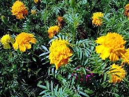 Check spelling or type a new query. French Marigold Media Encyclopedia Of Life