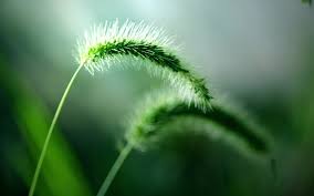 We did not find results for: Grass Windows 10 Theme Themepack Me