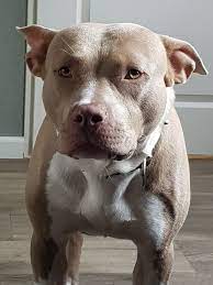 The red nose pitbull is a reddish brown pitbull dog with a red nose to match. Rednose Pitbull Red Nose Pitbull Pitbulls White Pitbull
