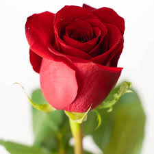The company also develops an enterprise server edition of rosa which is based on red hat enterprise linux. 1 Rosa Rossa Promo Fiorista Donatella