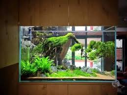 Why You Should Buy Natural Driftwood For Your Aquarium Aquascape Aquarium Aquarium Driftwood Fish Tank