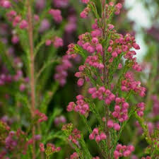 Boronia Heather Flower Bright Pink Fiftyflowers Com Heather Flower Flowers Bright Flowers