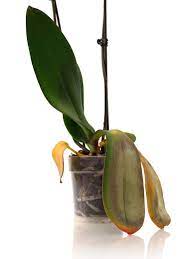 Is My Orchid Dead Here Are Four Signs That Say It Is Orchids Garden Growing Orchids Indoor Orchids