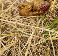 Ein plötzlich auftretender, akuter durchfall kann ebenfalls spuren von blut enthalten, enthält jedoch seltener schleimbeimengungen. Hund Hat Blut Im Kot Bild