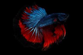 Shes from birmingham, bambalam way down in alabama, bambalam the way she shake that thing, bambalam. Betta Siamese Fighting Fish Red Halfmoon Betta Fish On Black Stock Photo Picture And Royalty Free Image Image 89510995