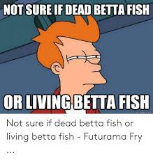 Betta fish are often considered to be among the heartiest sort of fish one can purchase, but great betta fish care is essential to a long and happy life. 25 Best Memes About Dead Betta Fish Dead Betta Fish Memes